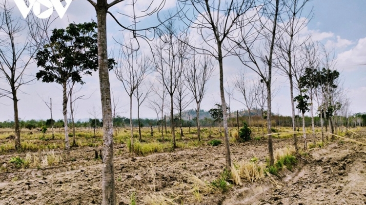 Gia Lai uănh nđôi tay bôk nău kan rgâl neh bri jêng tăm cao su.