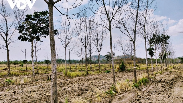 Càr Gia Lai sền wơl broă tam gơl brê nàng tam kao su