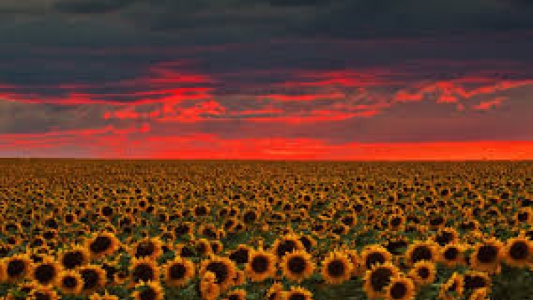 Danak dak sap Cam 11_09_2025