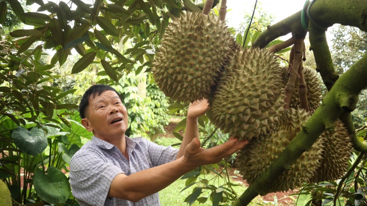 Khay klêh sầu riêng Dak Lak ntŭk tăch đăp mpăn