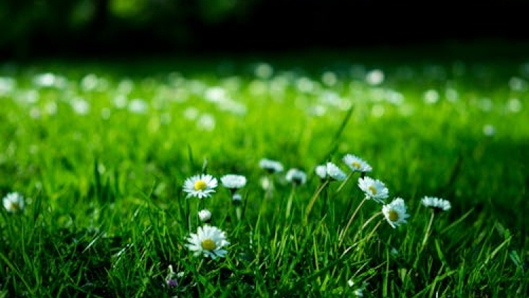 Danak dak sap Cam 26_09_2025