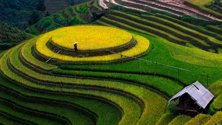 Phai paz nhây phiến