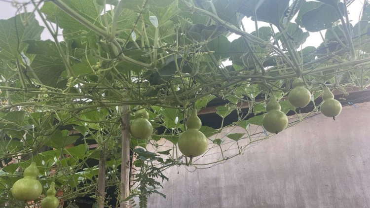 Plai nhồng (lềng) crih crài bơh cau Tây Nguyên dê 