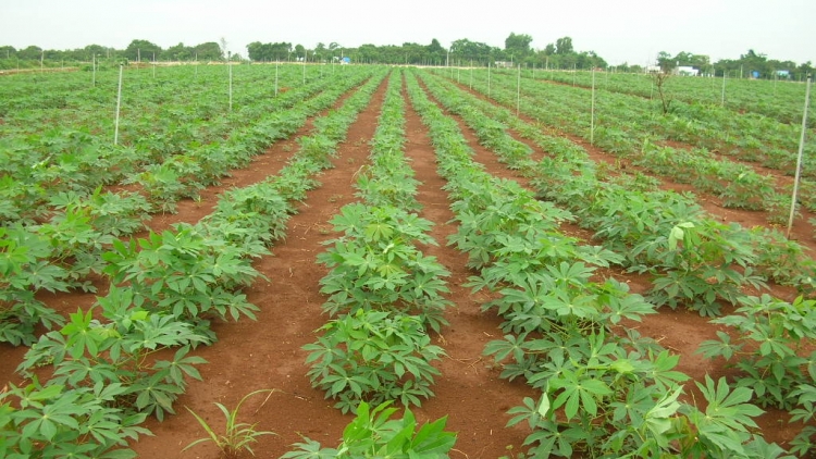 SLON PANG CHAY CHƯỚNG CO MẰN SLẲN