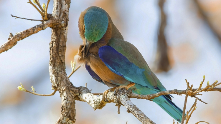 Sềm bôr tôk hòi oh 