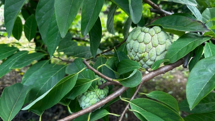 LẠNG SƠN TẲNG CÓ PỀN BẠI THÌNH CÚA ĐĂM CHAY ĐẢY LAI CẦN CHẮC THÂNG