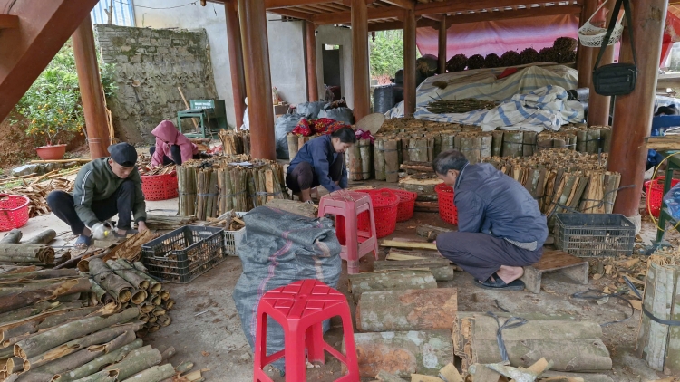 CẦN DAO DÚ LÂM THƯỢNG CHAY QUỂ, MẠY MƯỜI SLE TẢ KHỎ