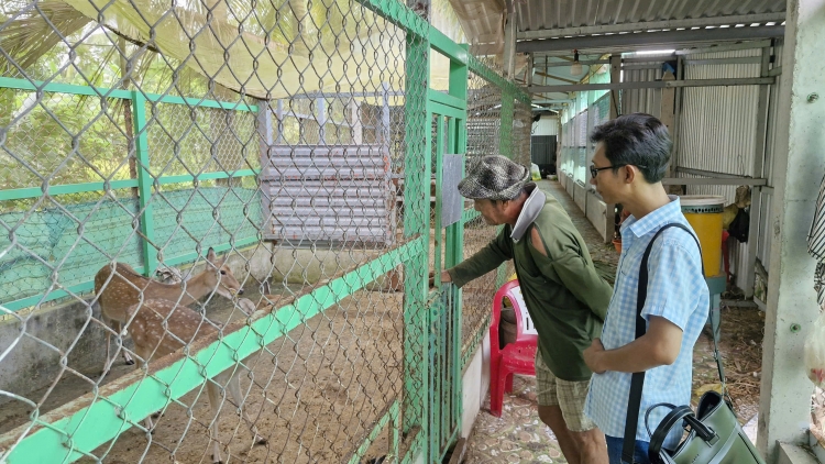 ប្រសិទ្ធភាពនៃទម្រង់ចិញ្ចឹមប្រើសផ្កាយយកស្នែងរបស់កសិករខ្មែរនៅកឹងធើ។