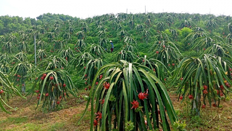 TÀNG DƯỞNG HẾT KIN TẢ KHỎ CÚA PỈ NOỌNG DÚ SLẢNH TUYÊN QUANG