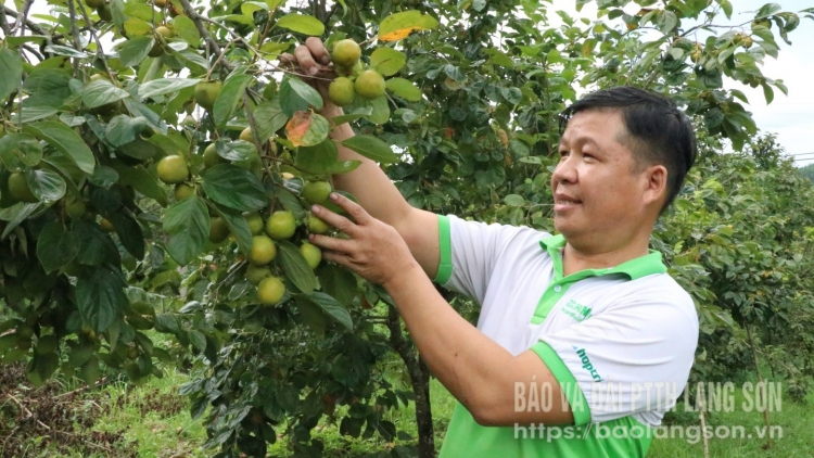  MẢU MÁC CHÍ VÀNH KHUYÊN