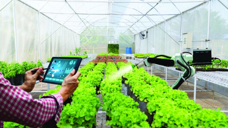 Phai paz nhây phiến