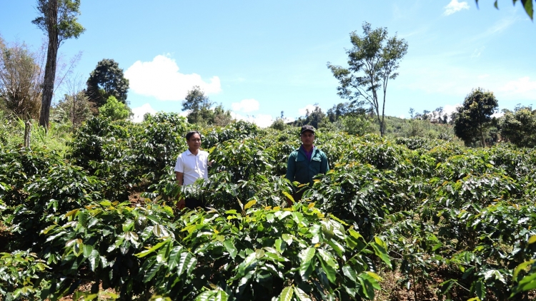 Kaphê tơring tơngiĕt pơm jơk ƀlik tơring groi kông dêh char Quảng Ngãi