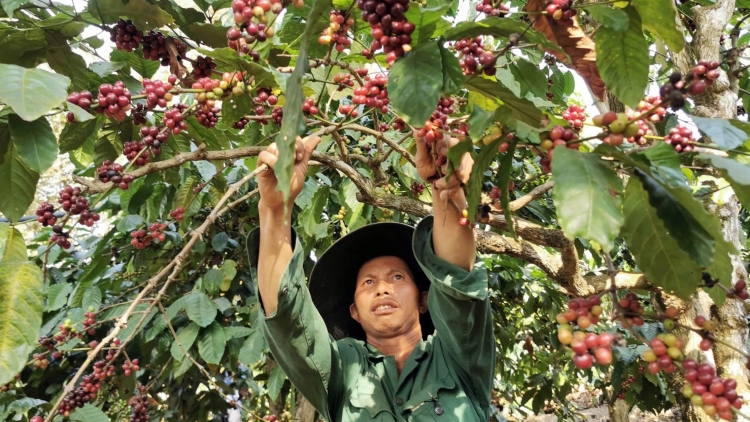 Kơphế Lâm Đồng, châ ‘nhông nếo, kơnía nếo