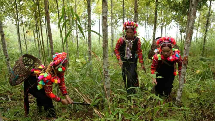 Quam kháo phổng Tày Bắc - thứ 6 mự 31 căm bườn 10 pì 2025