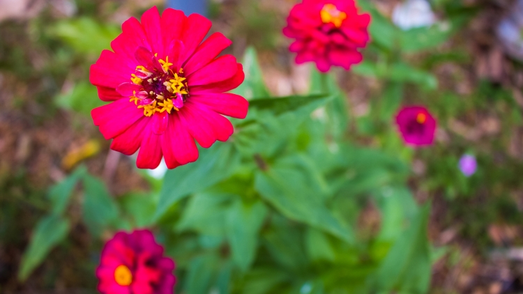 Mŏ nhŏ kơ oh (Nâ khíu kơ o)