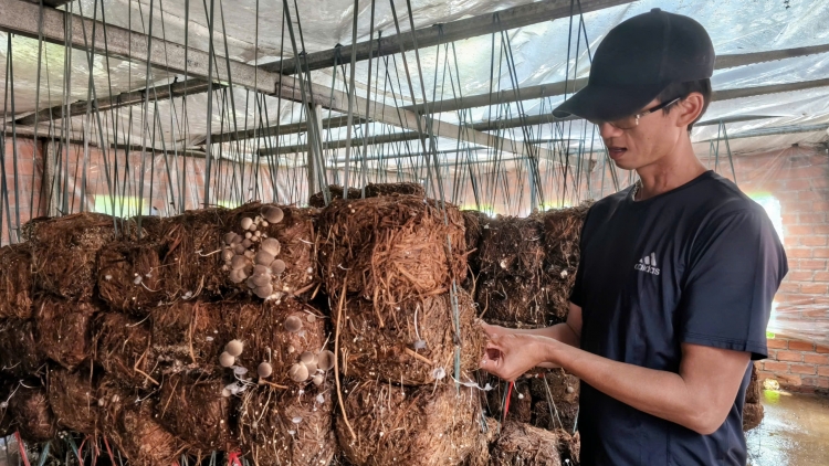 Cheăng mơdâ pêt kơxêt a cheăm Krông Ana, kong pơlê Dak Lak