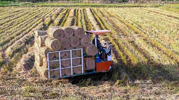 GAL PONG – GAL AMEH DI ANGAOK MBLANG HAMU GAH PEI NEGAR