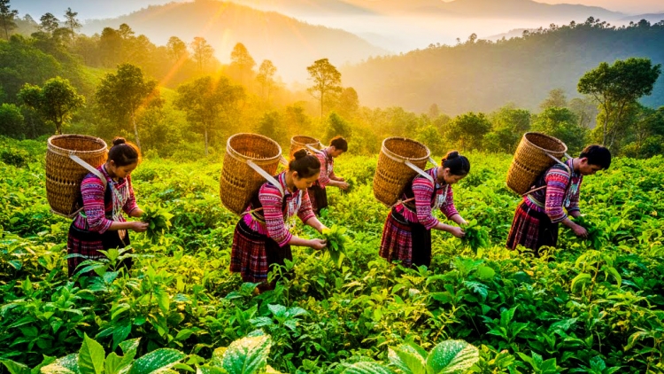 Rủ nhau đi hái rau rừng