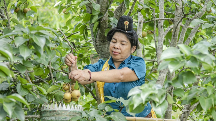 Ngon tô tứn chạu thứ 5 mự 30 căm bườn 10 pì 2025- Ngon tô po hay me na cận hụ số 7- Mả khày cọ kìn mák tẹt tiêng