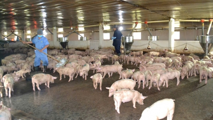 BĂN PA DƯR CỚ AOC ĐOỌNG PA CÂL BÊL TẾT