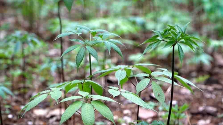 Nôngx mênhx zuôr tsuv pâuz hnuz 22-10-2025