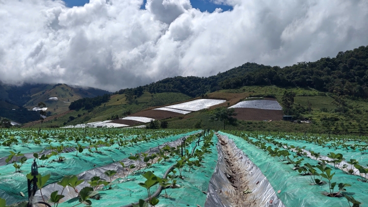 Tsaz yênhx nta suôz luk Hmôngz hmo 29-10-2025