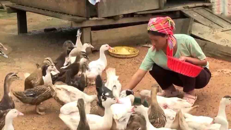 Tsaz yênhx nta suôz luk Hmôngz hnuz xiêz 3.10.2025