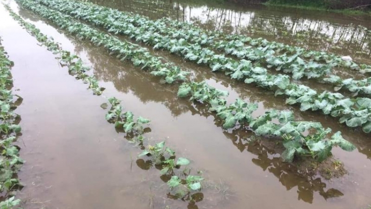 Cấu cành tzuống gang lổ diáo quýa