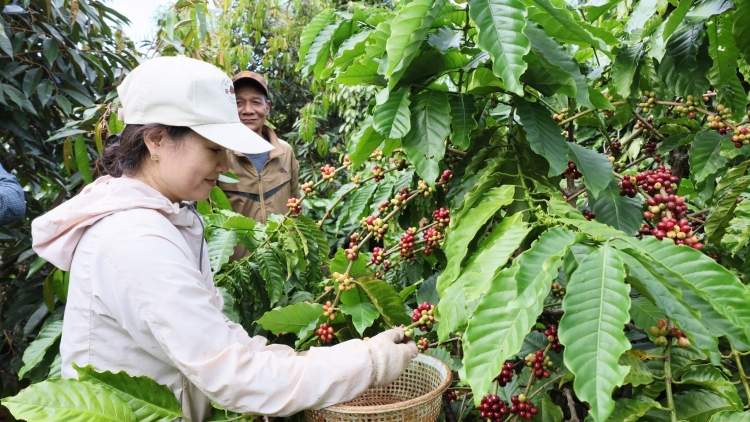 Cà phê Dak Lak – ntơm bah găr mblâm tât rnoh khlay lam ntŭr neh
