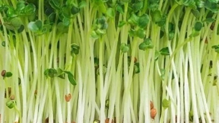 CARA NGAK BEIN HACIH SA-AT DI SANG