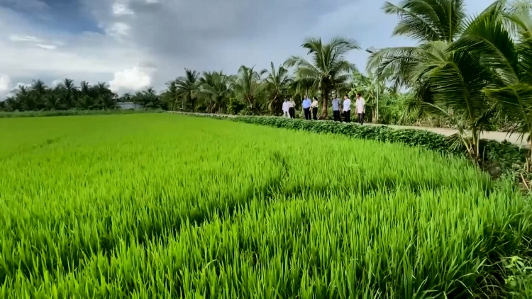 ចំណុចភ្លឺ ស្ដីពីការកសាងជនបទថ្មីនៅខេត្តកាម៉ាវ។