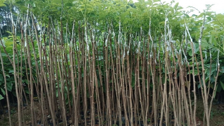 CHAY CHƯỚNG CO MÁC BÂY