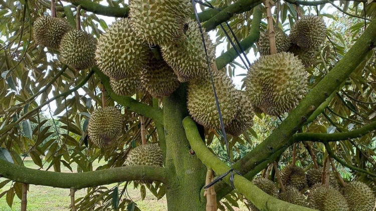 សេដ្ឋកិច្ចចម្ការជួយឲ្យប្រជាកសិករនៅខេត្តដុងថាបមានជីវភាពសុខដុមរមនា។