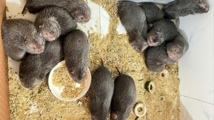 Thzình nin ừu miền tzỏn tuz hòng pez tzỉu nhàn lái úi lầu