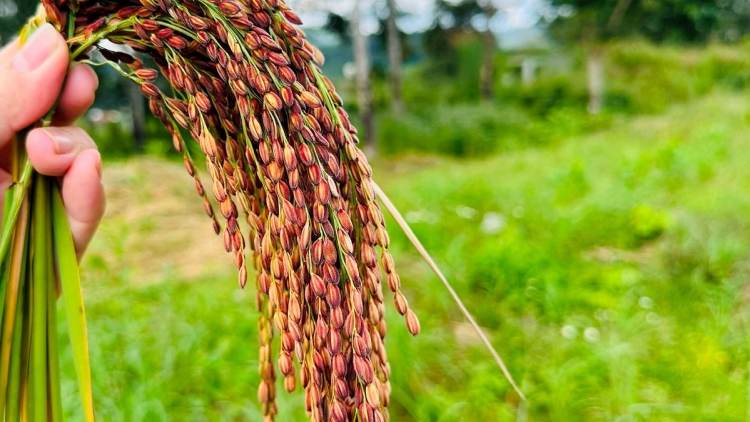 Pô đru mguôp hlăm bruă kriê pioh “asăr mah” mơ̆ng mnuih ƀuôn sang Raglai, K’ho 