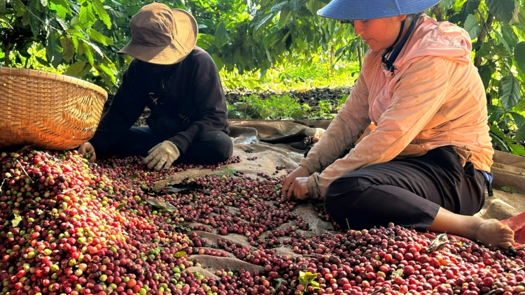 Ki xú hŏm lĕm kơphế - Kơdró kơpeăng kŏng dêi vâi kơdrâi pêi chiâk deăng