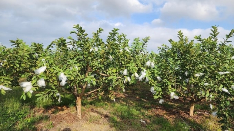 SLON PANG CHAY VẠ NGÒI CHƯỚNG CO MÁC ỘI