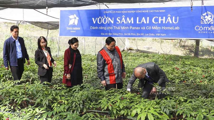 Tẩu puônz tzuống sâm Lai Châu