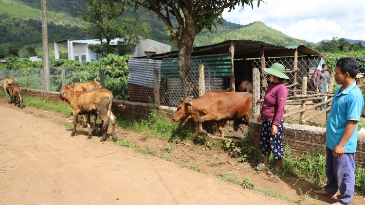 Tŏk iŏk tơgŭm djru, “hơyak pran” yak hloh dơnuh kơ kon pơlei Gia Lai