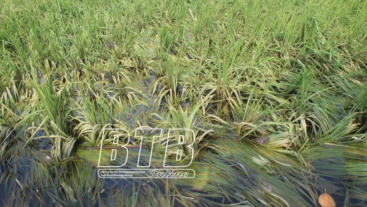 Ngon tô tênh căm thứ 3 mự 28 căm bườn 10 pì 2025- Dệt xằng vạy xảng xồm lau cò púk bồng lằng phồn nong?