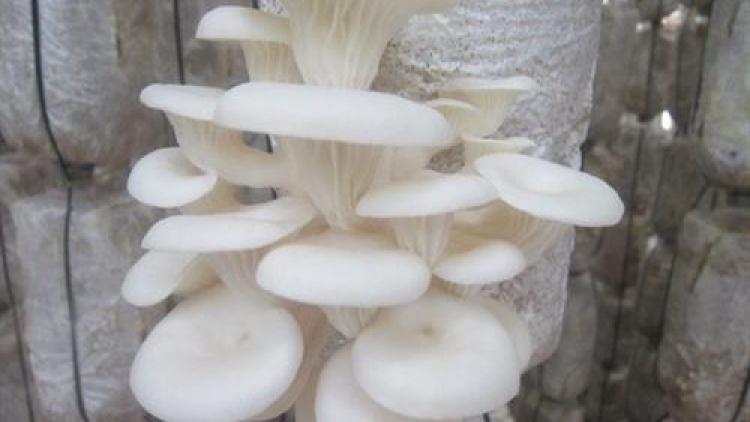 Làn hầu xanh ừu miền tzuống chiêu tzấu pút tzòi