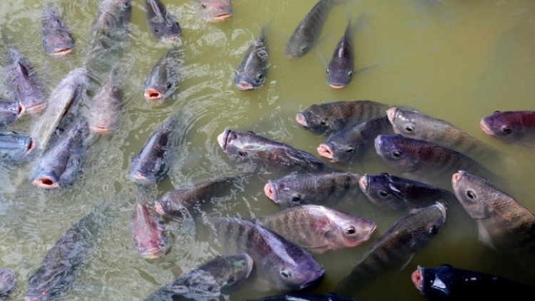 Bùng pẻnh pun quàn bliẻo ziêm thóng lùng chuôngz