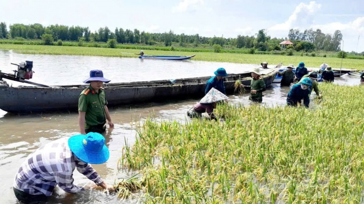 JAIK 20 RIBAU HECTA PADAI, NJAM PATAM SAONG PHUN MBANG BAOH BRUK METAI KAYUA RIBUK IA SUA