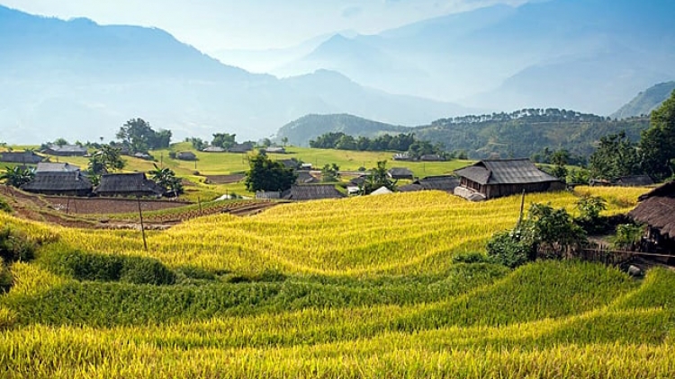 Phai paz nhây phiến