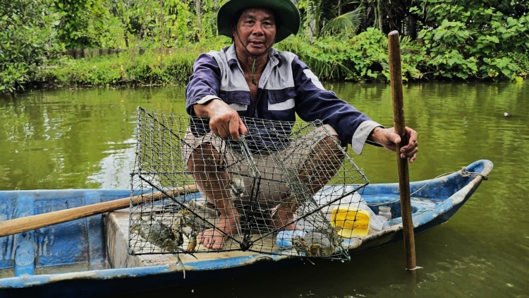 ប្រសិទ្ធភាពនៃគំរូបង្គា-អង្ករសម្រេចបានវិញ្ញាបនបត្រ BAP