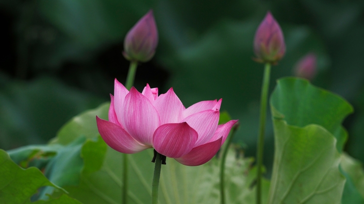 CA VỌNG CỔ: BÔNG SEN