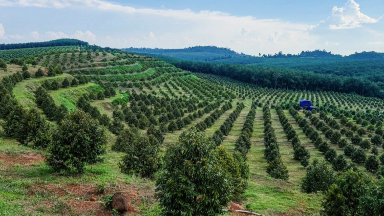 DONG NAI VEIK BRUK NGAK NONG IEK PRAONG BRUK PANDAR ILAMO NGAK KONG PAKAT GLAONG