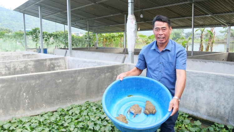 Tsaz yênhx nta suôz luk Hmôngz hnuz 11-11-2025