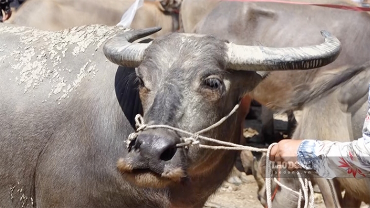 Nôngx mênhx zuôr tsuv pâuz hnuz 11-11-2025