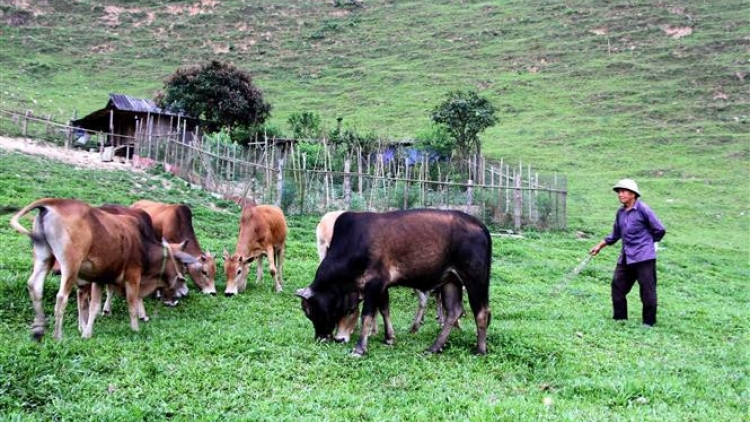 Nôngx mênhx zuôr tsuv pâuz hnuz 06-11-2025